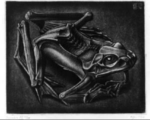 Мумифицированная лягушка. Эшер. Меццо-тинто, 1946