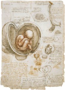 Леонардо да Винчи. «Плод в утробе матери» (ок. 1511). The Art Newspaper, 24 мая 2019.
